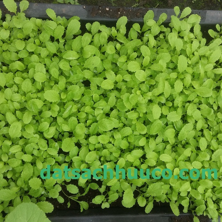 Cách trồng cải bẹ xanh với đất sạch Namix