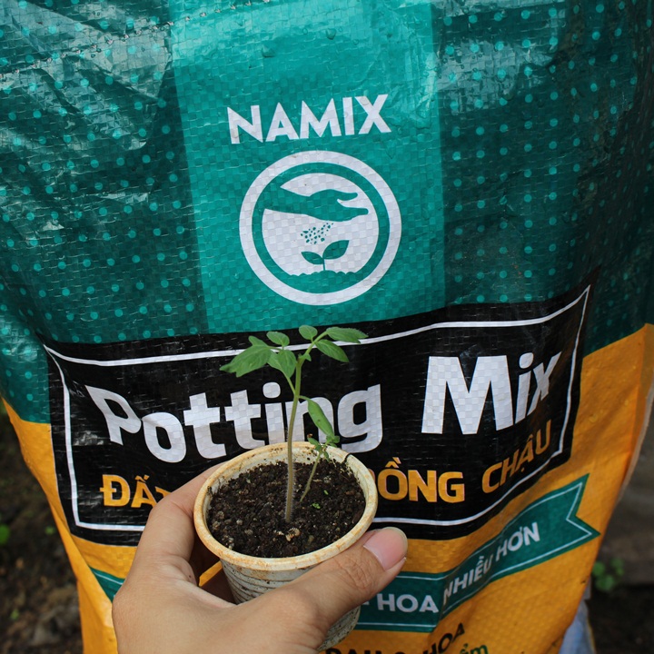 Cách trồng cà chua bi với đất sạch Namix