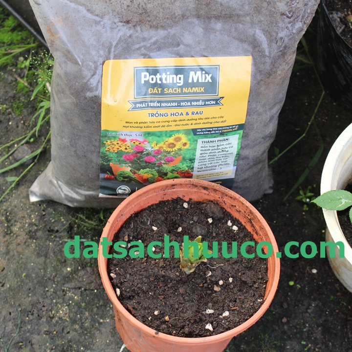 Cách trồng hoa ly lùn với đất sạch Namix