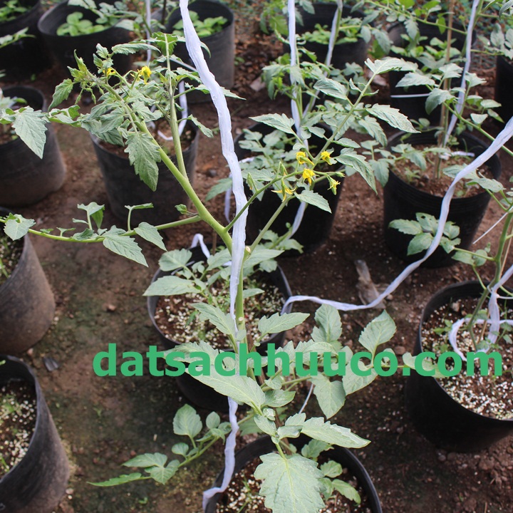 Đất sạch Namix trồng cây. Cách chăm sóc cà chua bi