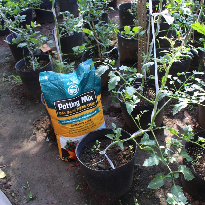 Cách trồng cà chua bi với đất sạch Namix