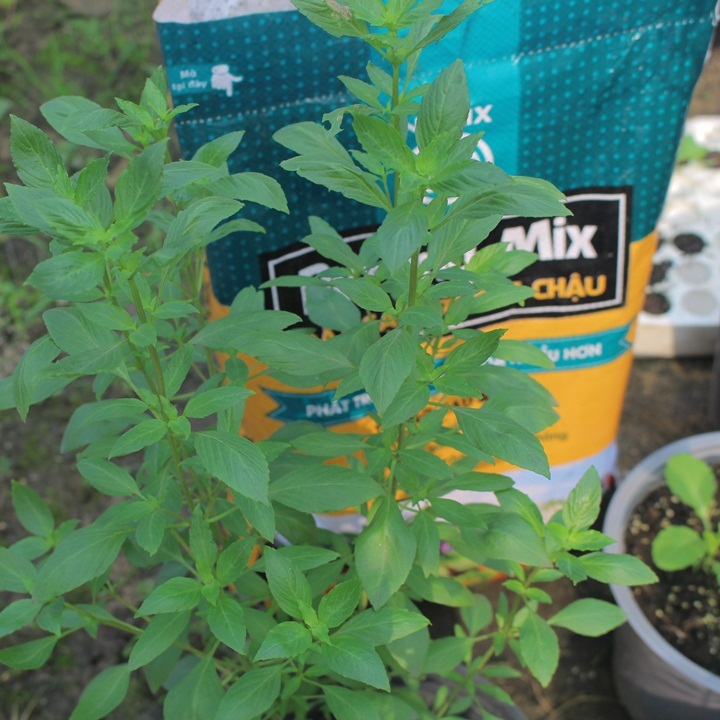 Cách chăm sóc húng quế trồng chậu. Đất sạch Namix trồng cây