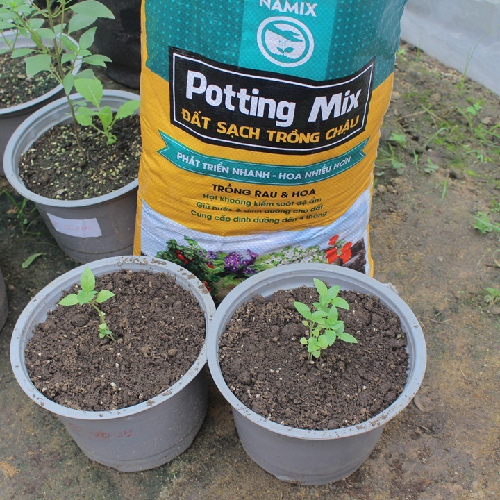 Cách trồng cây húng quế trong chậu. Đất sạch Namix trồng cây