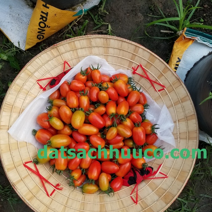 Cách trồng và chăm sóc cà chua. Đất sạch trồng rau Namix