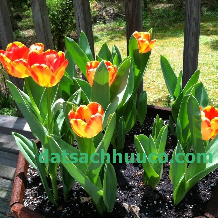 Cách trồng hoa Tulip. Đất sạch hữu cơ Namix
