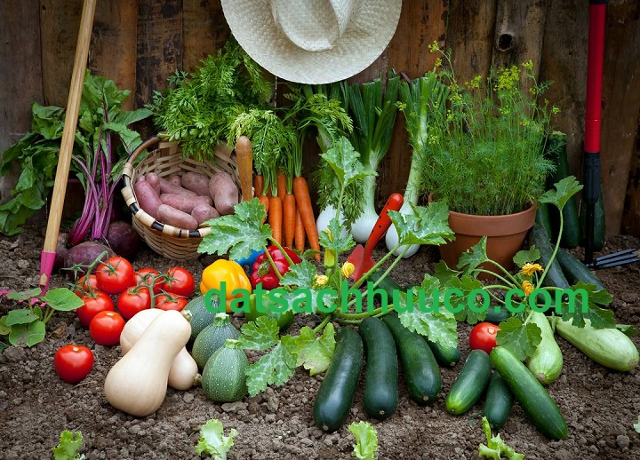 đất sạch trồng rau