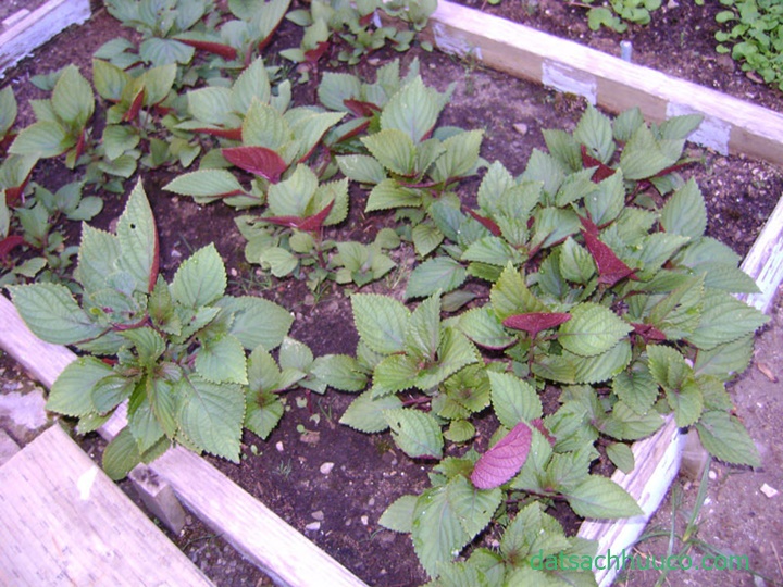 cách trồng rau tía tô trong thùng xốp và cách chăm sóc
