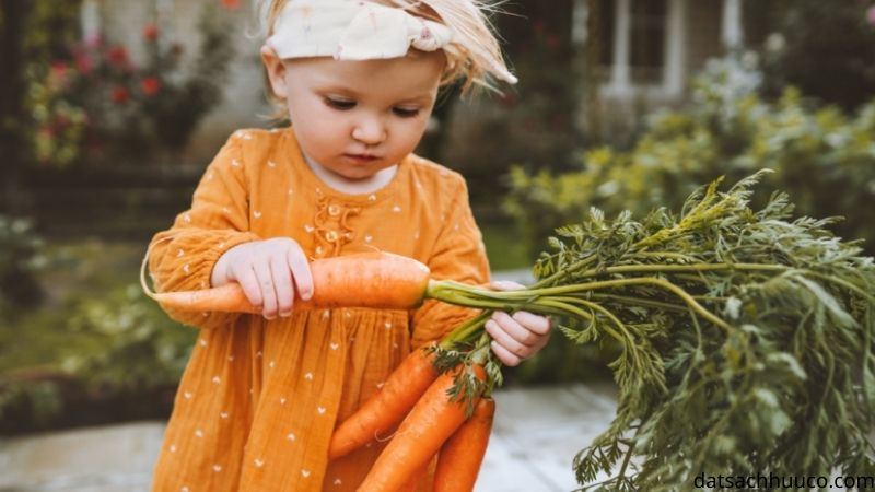 kỹ thuật trồng cà rốt công dụng cà rốt