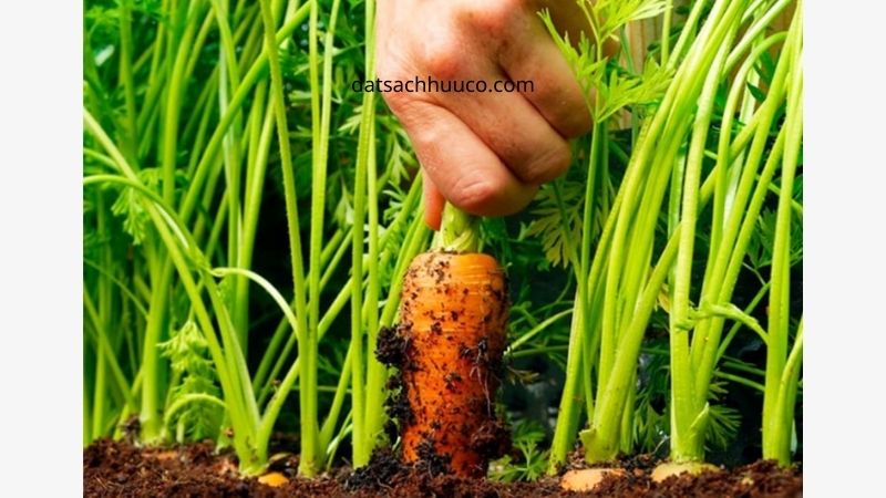 kỹ thuật trồng cà rốt thu hoạch