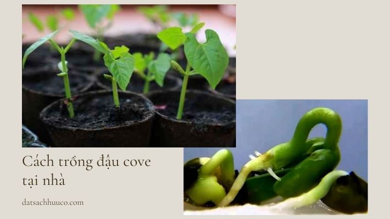 cách trồng đậu cove sai trĩu quả