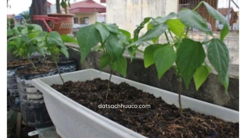 cách trồng đậu cove và chăm sóc