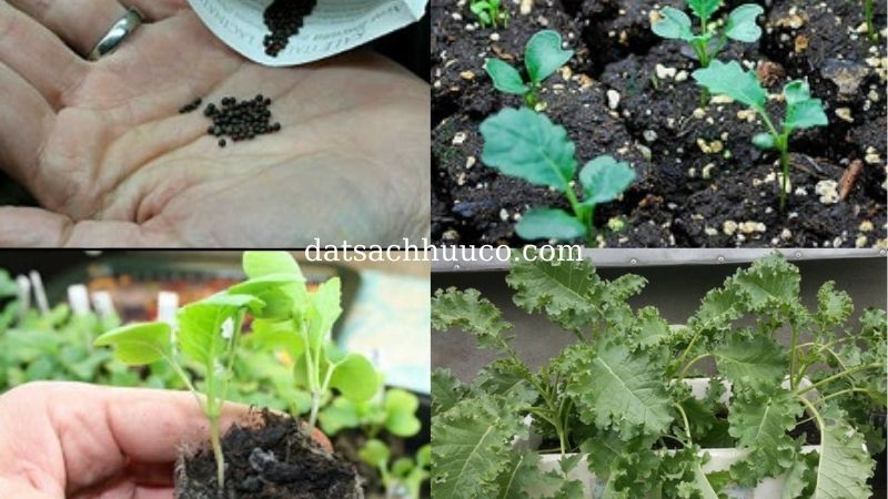 cách trồng cải kale trong chậu