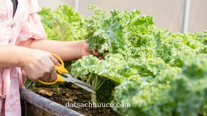 cách trồng cải kale và thu hoạch