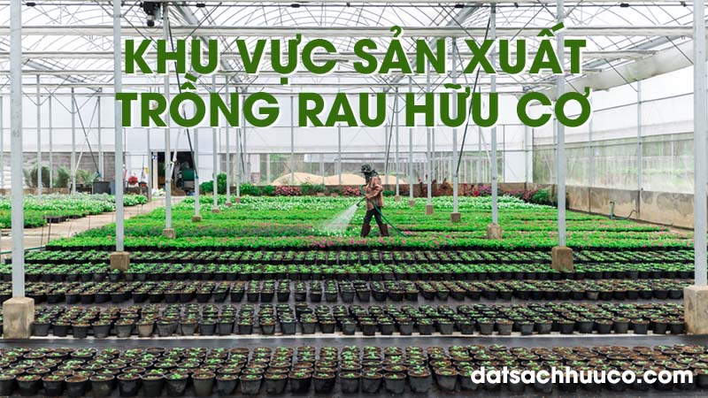 khu vực sản xuất trồng rau hữu cơ