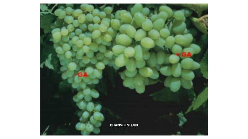 tác dụng của GA3 đối với cây trồng to trái nho