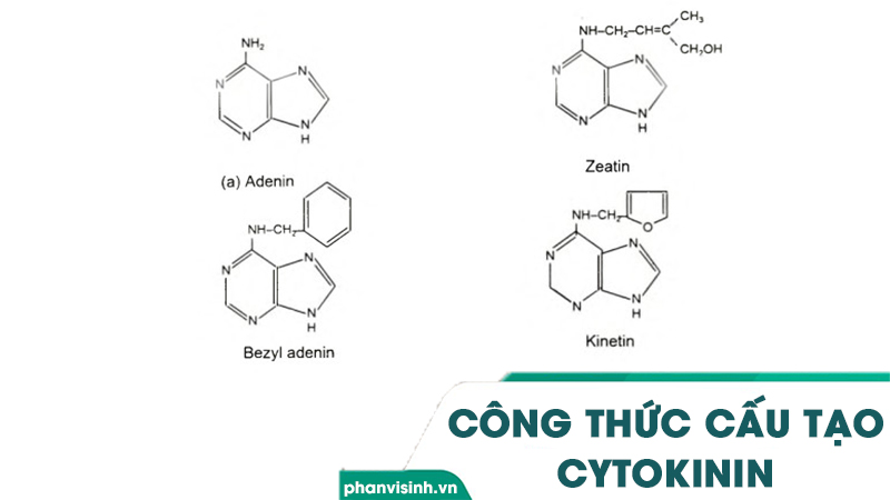 Công thức cấu tạo của cytokinin