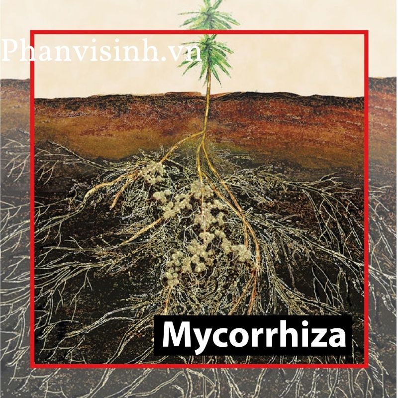 Nấm rễ Mycorrhiza